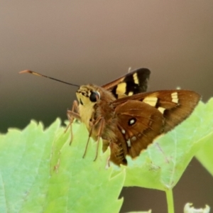 Trapezites symmomus at Mongarlowe, NSW - 28 Jan 2023