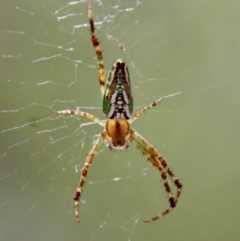 Plebs bradleyi (Enamelled spider) at Mongarlowe River - 28 Jan 2023 by LisaH