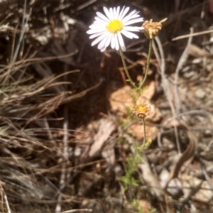 Brachyscome rigidula at Cooma, NSW - 28 Jan 2023 02:30 PM