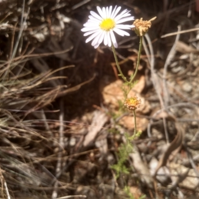 Brachyscome rigidula (Hairy Cut-leaf Daisy) at Cooma, NSW - 28 Jan 2023 by mahargiani