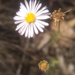 Brachyscome rigidula at Cooma, NSW - 28 Jan 2023 02:30 PM