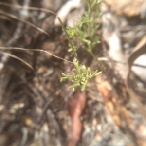 Brachyscome rigidula at Cooma, NSW - 28 Jan 2023 02:30 PM