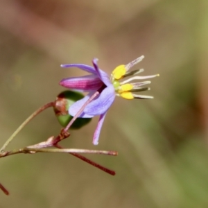 Dianella revoluta var. revoluta at Mongarlowe, NSW - 28 Jan 2023