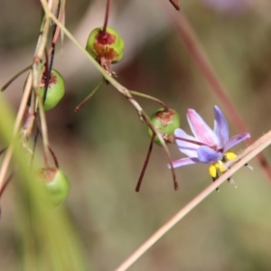 Dianella revoluta var. revoluta at Mongarlowe, NSW - 28 Jan 2023