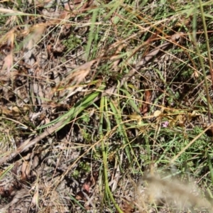 Dianella revoluta var. revoluta at Mongarlowe, NSW - 28 Jan 2023