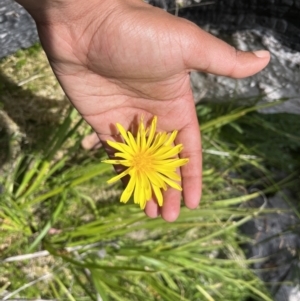 Microseris lanceolata at Cotter River, ACT - 13 Jan 2023 12:56 PM