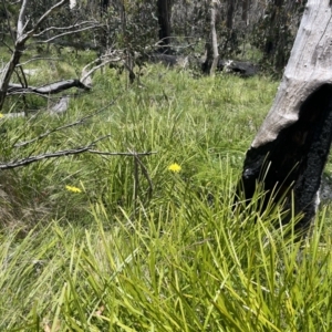 Microseris lanceolata at Cotter River, ACT - 13 Jan 2023 12:56 PM