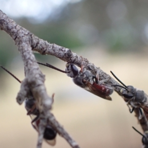 Lasioglossum (Parasphecodes) sp. (genus & subgenus) at Murrumbateman, NSW - 24 Jan 2023