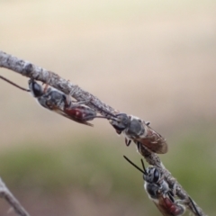 Lasioglossum (Parasphecodes) sp. (genus & subgenus) at Murrumbateman, NSW - 24 Jan 2023