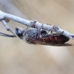 Lasioglossum (Parasphecodes) sp. (genus & subgenus) at Murrumbateman, NSW - 24 Jan 2023