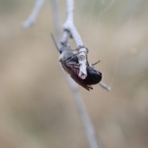 Lasioglossum (Parasphecodes) sp. (genus & subgenus) at Murrumbateman, NSW - 24 Jan 2023