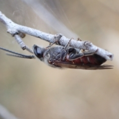 Lasioglossum (Parasphecodes) sp. (genus & subgenus) at Murrumbateman, NSW - 24 Jan 2023