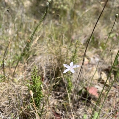 Wahlenbergia sp. (Bluebell) at Tennent, ACT - 24 Jan 2023 by chromo