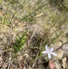 Wahlenbergia sp. at Tennent, ACT - 24 Jan 2023 02:09 PM