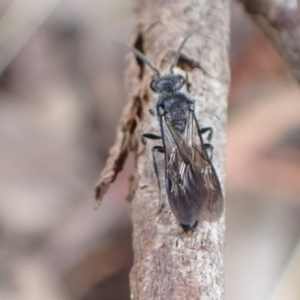 Mutillidae (family) at Murrumbateman, NSW - 24 Jan 2023 06:39 PM