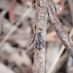 Mutillidae (family) at Murrumbateman, NSW - 24 Jan 2023