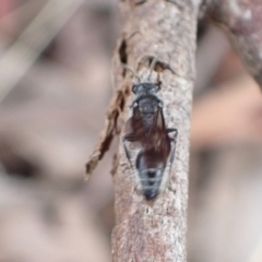 Mutillidae (family) at Murrumbateman, NSW - 24 Jan 2023 06:39 PM