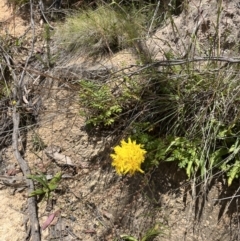 Podolepis hieracioides (Long Podolepis) at Cotter River, ACT - 24 Jan 2023 by chromo