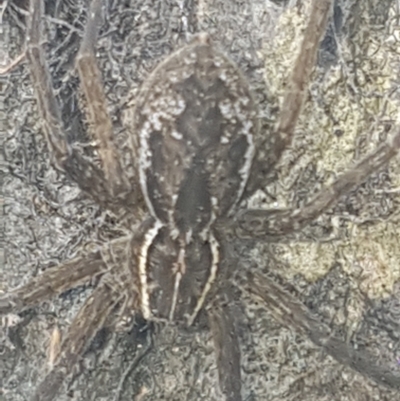 Dolomedes (genus) (Fishing spider) at Coree, ACT - 26 Jan 2023 by Harrisi