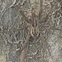 Dolomedes (genus) at Coree, ACT - 26 Jan 2023 06:25 PM