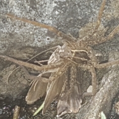 Dolomedes (genus) at Coree, ACT - 26 Jan 2023 06:25 PM