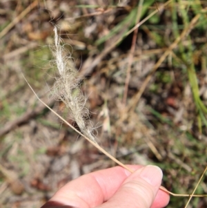 Dichelachne sp. at Mongarlowe, NSW - suppressed