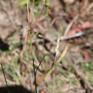 Dichelachne sp. at Mongarlowe, NSW - suppressed