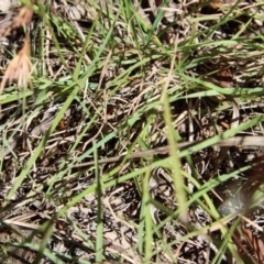 Dichelachne sp. at Mongarlowe, NSW - suppressed