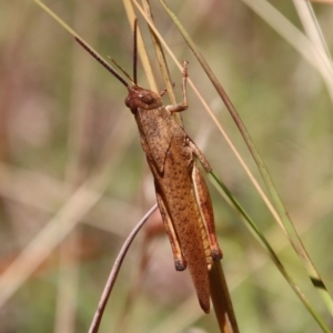 Goniaea australasiae at Mongarlowe, NSW - 28 Jan 2023