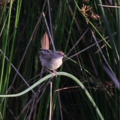 Poodytes gramineus (Little Grassbird) at Tuggeranong Creek to Monash Grassland - 28 Jan 2023 by RodDeb