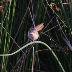 Poodytes gramineus at Monash, ACT - 28 Jan 2023