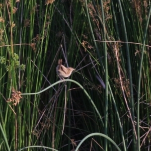 Poodytes gramineus at Monash, ACT - 28 Jan 2023