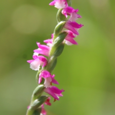 Spiranthes australis (Austral Ladies Tresses) at Mongarlowe, NSW - 28 Jan 2023 by LisaH