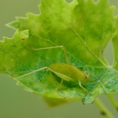 Caedicia simplex (Common Garden Katydid) at Mongarlowe, NSW - 28 Jan 2023 by LisaH