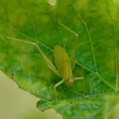 Caedicia simplex at Mongarlowe, NSW - 28 Jan 2023