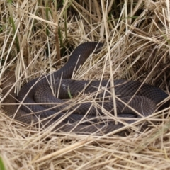 Pseudonaja textilis (Eastern Brown Snake) at Jerrabomberra Wetlands - 27 Jan 2023 by RodDeb