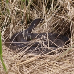 Pseudonaja textilis at Fyshwick, ACT - 27 Jan 2023