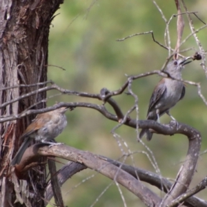 Colluricincla harmonica at Mongarlowe, NSW - 28 Jan 2023