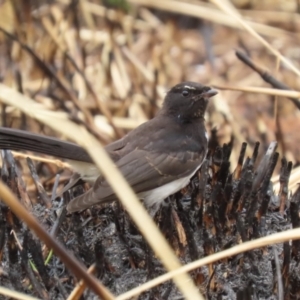 Rhipidura leucophrys at Fyshwick, ACT - 27 Jan 2023 10:56 AM