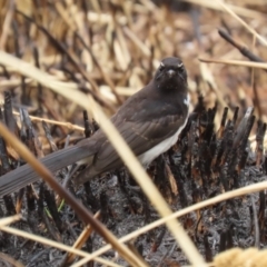 Rhipidura leucophrys at Fyshwick, ACT - 27 Jan 2023 10:56 AM