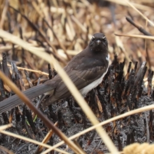 Rhipidura leucophrys at Fyshwick, ACT - 27 Jan 2023