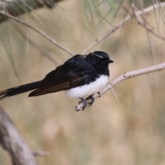 Rhipidura leucophrys at Fyshwick, ACT - 27 Jan 2023