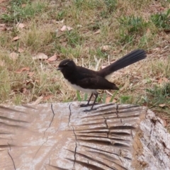 Rhipidura leucophrys at Fyshwick, ACT - 27 Jan 2023