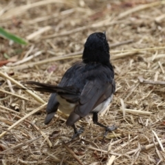 Rhipidura leucophrys at Fyshwick, ACT - 27 Jan 2023 10:56 AM