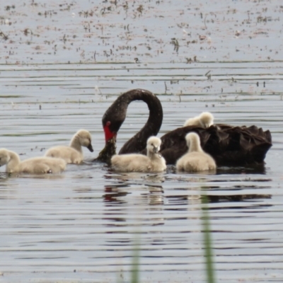 Cygnus atratus (Black Swan) at Jerrabomberra Wetlands - 27 Jan 2023 by RodDeb