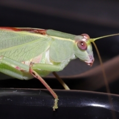 Unidentified Katydid (Tettigoniidae) at Wellington Point, QLD - 26 Jan 2023 by TimL