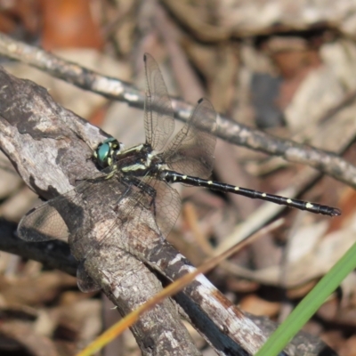 Eusynthemis guttata (Southern Tigertail) at Paddys River, ACT - 27 Jan 2023 by MatthewFrawley