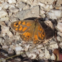 Geitoneura klugii (Marbled Xenica) at Paddys River, ACT - 28 Jan 2023 by MatthewFrawley