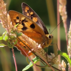 Heteronympha penelope (Shouldered Brown) at Paddys River, ACT - 27 Jan 2023 by MatthewFrawley