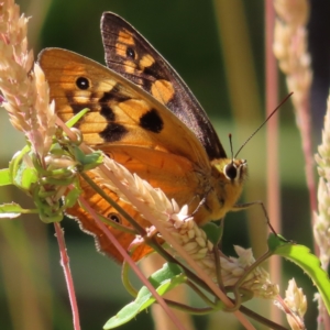 Heteronympha penelope at Paddys River, ACT - 28 Jan 2023